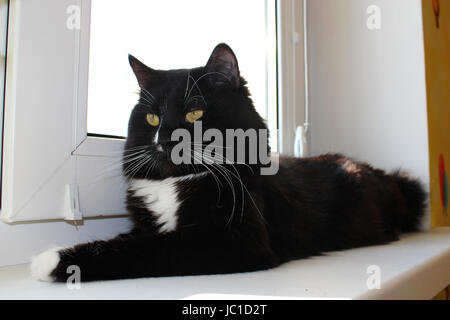 schwarze Katze, weißer Fensterbank auflegen Stockfoto