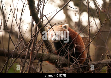 Der rote Panda (Ailurus Fulgens), auch als kleinere Panda und rote Katze-Bär ist ein kleine arboreal Säugetier ursprünglich aus dem östlichen Himalaya und Südwesten Chinas, die als verwundbar von IUCN eingestuft worden ist, wie die wilde Bevölkerung auf weniger als 10.000 ältere Personen geschätzt wird. Die Bevölkerung ist weiter rückläufig und droht durch den Verlust von Lebensraum und Fragmentierung, Wilderei und Inzucht Depression, obwohl rote Pandas durch nationale Gesetze in ihrem Bereich geschützt sind. Stockfoto