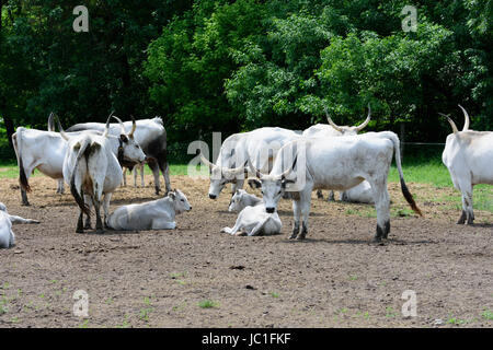 Ungarische Graurinder im Nationalpark Kleinkumanien. Ungarn Stockfoto