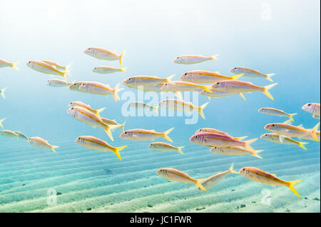 Schwarm Gelbflossen Goatfish (Mulloidichthys guentheri) in eine flache Sandbucht im Roten Meer. <a href='http://de.wikipedia.org/wiki/Marsa Murena' target=' blank'>Marsa Abu Dabab</a> <a href='http://en.wikipedia.org/wiki/Marsa Alam' target=' blank'>Marsa Alam</a>, Rotes Meer Governorate, Ägypten Stockfoto