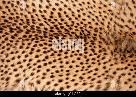 Nahaufnahme der Haut eines Geparden (Acinonyx Jubatus) Stockfoto