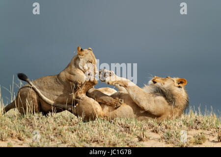 Verspielte junge afrikanische Löwen (Panthera Leo), Kalahari-Wüste, Südafrika Stockfoto