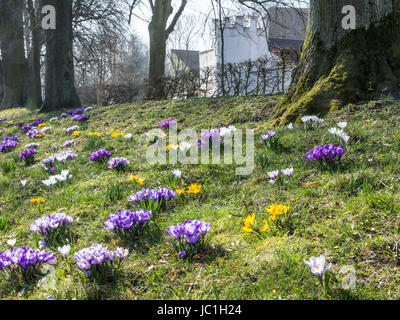 Park in Schrobenhausen (Bayern) mit vielen Frühlingsblumen Stockfoto