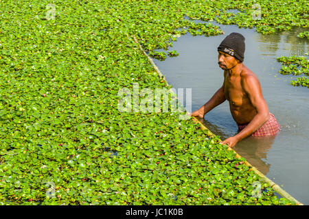 Ein Mann ist die Reinigung einer Fischzucht See aus der Vegetation in der ländlichen Umgebung der Vorort New Town Stockfoto
