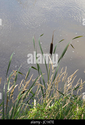 Binsen und Gräsern am Ufer des Flusses. Stockfoto