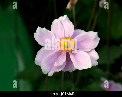 Blume der Anemone Japonica. Suzannes Gemüsegarten, Le Pas, Mayenne, Frankreich. Stockfoto