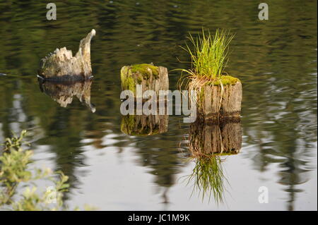 Rasen Sie in Wasseroberfläche, Marienteich, Deutschland. Stockfoto