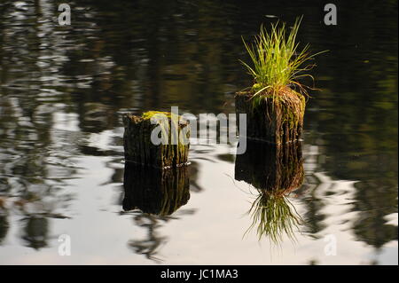 Rasen Sie in Wasseroberfläche, Marienteich, Deutschland. Stockfoto