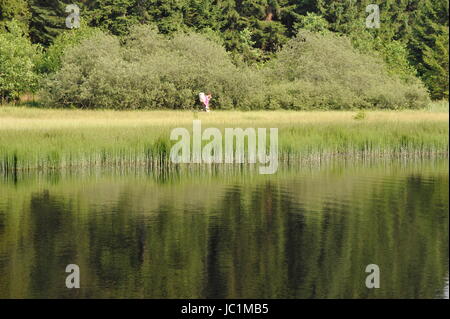 Rasen Sie in Wasseroberfläche, Marienteich, Deutschland. Stockfoto