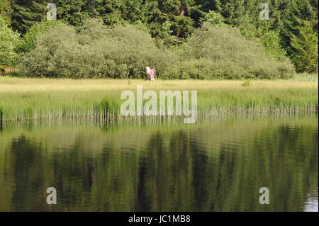 Rasen Sie in Wasseroberfläche, Marienteich, Deutschland. Stockfoto