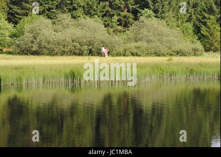 Rasen Sie in Wasseroberfläche, Marienteich, Deutschland. Stockfoto