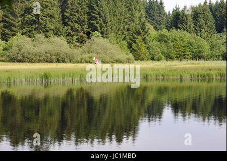 Rasen Sie in Wasseroberfläche, Marienteich, Deutschland. Stockfoto