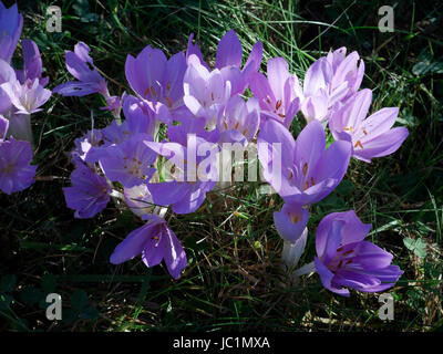 Herbst Krokus (oder Wiese Safran, Colchicum Autumnale) in Blüte. Suzannes Gemüsegarten Stockfoto