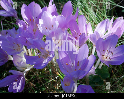 Herbst Krokus (oder Wiese Safran, Colchicum Autumnale) in Blüte. Suzannes Gemüsegarten, Le Pas, Mayenne, Frankreich. Stockfoto