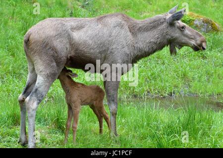 (Alces Alces) Elchkuh Mit Jungem Im Nationalpark Bayerischer Wald. Elch. In Gefangenschaft Stockfoto