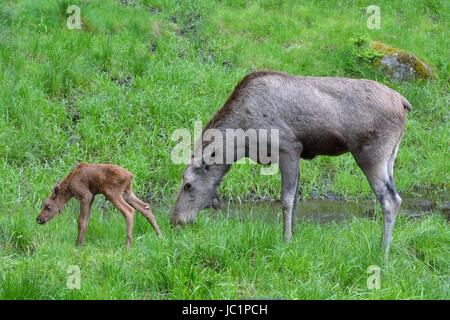 (Alces Alces) Elchkuh Mit Jungem Im Nationalpark Bayerischer Wald. Elch. In Gefangenschaft Stockfoto