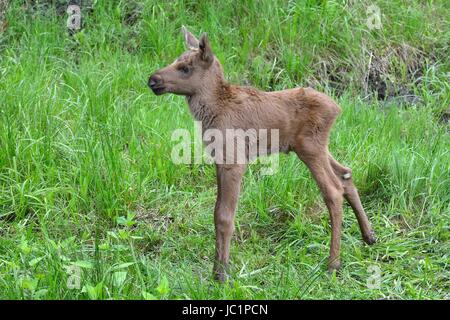 Elchkalb (Alces Alces) Im Nationalpark Bayerischer Wald. Elch. In Gefangenschaft Stockfoto