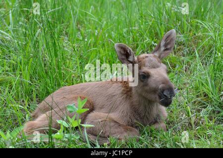 Elchkalb (Alces Alces) Im Nationalpark Bayerischer Wald. Elch. In Gefangenschaft Stockfoto