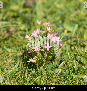 Wilde Blume Tausendgüldenkraut, wachsen auf Kreide South Downs in Sussex Stockfoto