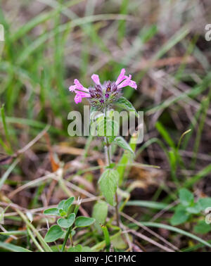 Wilde Blume wilde Basilikum wächst auf Kreide Downland der South Downs in Sussex Stockfoto