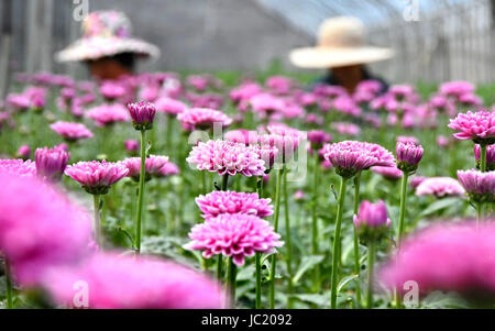 Yiyuan, China Shandong Provinz. 12. Juni 2017. Dorfbewohner pflücken Chrysanthemeblumen auf einer Plantage in Yiyuan County, Ost-China Shandong Provinz, 12. Juni 2017. Bildnachweis: Zhao Dongshan/Xinhua/Alamy Live-Nachrichten Stockfoto