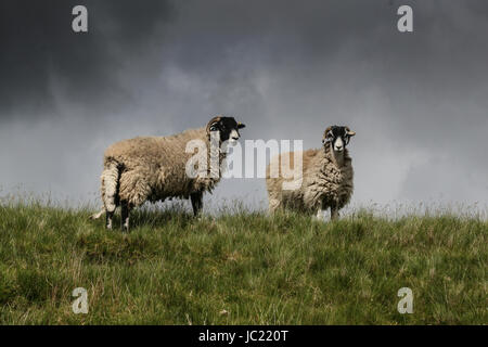 Quernmore, Lancashire, UK. 13. Juni 2017. Fotografiert auf Moorland oberhalb Quernmore in Lancashire, ein paar Schafe herab vom hohen Gelände unter einem grauen Himmel wie ein wechselhaftes Wetter in Nord-Lancashire-Credit verlängert sich: David Billinge/Alamy Live News Stockfoto