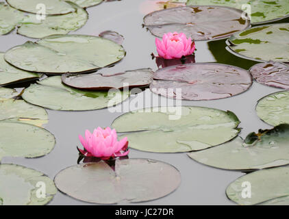 Beijin, Beijin, China. 6. Juni 2017. Peking, CHINA-6. Juni 2017: (nur zur redaktionellen Verwendung. CHINA HERAUS). Lotus Blumen blühen auf dem Lotus Teich Park in Peking, 6. Juni 2017. Bildnachweis: SIPA Asien/ZUMA Draht/Alamy Live-Nachrichten Stockfoto