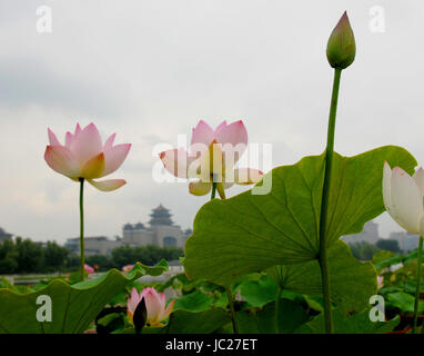 Beijin, Beijin, China. 6. Juni 2017. Peking, CHINA-6. Juni 2017: (nur zur redaktionellen Verwendung. CHINA HERAUS). Lotus Blumen blühen auf dem Lotus Teich Park in Peking, 6. Juni 2017. Bildnachweis: SIPA Asien/ZUMA Draht/Alamy Live-Nachrichten Stockfoto