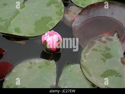 Beijin, Beijin, China. 6. Juni 2017. Peking, CHINA-6. Juni 2017: (nur zur redaktionellen Verwendung. CHINA HERAUS). Lotus Blumen blühen auf dem Lotus Teich Park in Peking, 6. Juni 2017. Bildnachweis: SIPA Asien/ZUMA Draht/Alamy Live-Nachrichten Stockfoto