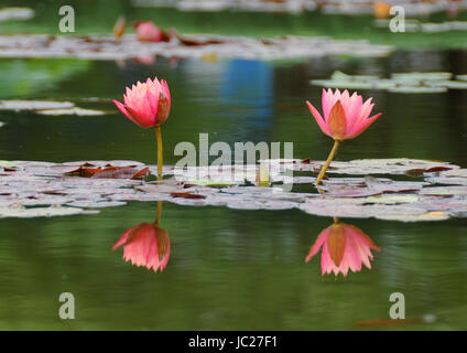 Beijin, Beijin, China. 6. Juni 2017. Peking, CHINA-6. Juni 2017: (nur zur redaktionellen Verwendung. CHINA HERAUS). Lotus Blumen blühen auf dem Lotus Teich Park in Peking, 6. Juni 2017. Bildnachweis: SIPA Asien/ZUMA Draht/Alamy Live-Nachrichten Stockfoto