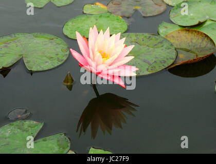 Beijin, Beijin, China. 6. Juni 2017. Peking, CHINA-6. Juni 2017: (nur zur redaktionellen Verwendung. CHINA HERAUS). Lotus Blumen blühen auf dem Lotus Teich Park in Peking, 6. Juni 2017. Bildnachweis: SIPA Asien/ZUMA Draht/Alamy Live-Nachrichten Stockfoto