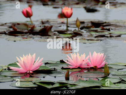 Beijin, Beijin, China. 6. Juni 2017. Peking, CHINA-6. Juni 2017: (nur zur redaktionellen Verwendung. CHINA HERAUS). Lotus Blumen blühen auf dem Lotus Teich Park in Peking, 6. Juni 2017. Bildnachweis: SIPA Asien/ZUMA Draht/Alamy Live-Nachrichten Stockfoto