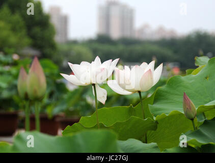 Beijin, Beijin, China. 6. Juni 2017. Peking, CHINA-6. Juni 2017: (nur zur redaktionellen Verwendung. CHINA HERAUS). Lotus Blumen blühen auf dem Lotus Teich Park in Peking, 6. Juni 2017. Bildnachweis: SIPA Asien/ZUMA Draht/Alamy Live-Nachrichten Stockfoto