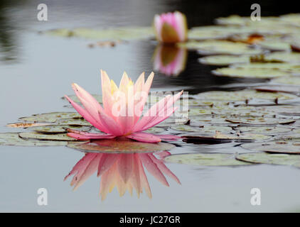 Beijin, Beijin, China. 6. Juni 2017. Peking, CHINA-6. Juni 2017: (nur zur redaktionellen Verwendung. CHINA HERAUS). Lotus Blumen blühen auf dem Lotus Teich Park in Peking, 6. Juni 2017. Bildnachweis: SIPA Asien/ZUMA Draht/Alamy Live-Nachrichten Stockfoto