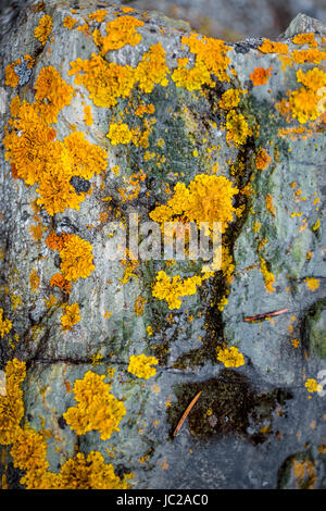 Closeup Textur der gelben und grünen Flechten wachsen auf grauen Stein Stockfoto