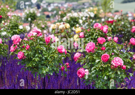 Büsche und blau blühende Zierpflanzen Salvia Nemorosa im rose Garten englischen Stil rosa rose Stockfoto