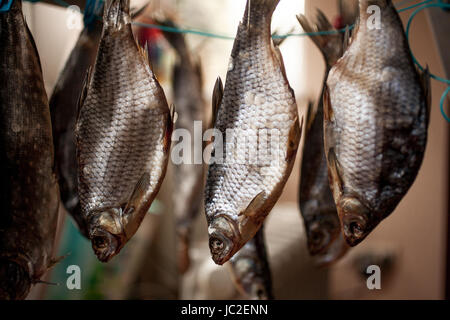 Nahaufnahme Foto gesalzene Bass Trocknung auf stick Stockfoto