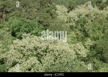 Draufsicht der Baumkronen der Mischwald Stockfoto