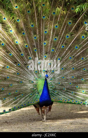 Schöne männliche Pfau Verbreitung seiner großen Federn Stockfoto