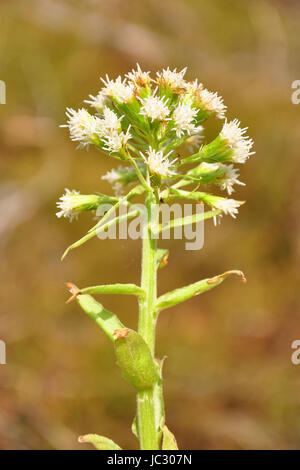 Weiße Pestwurz (Petasites Albus) Stockfoto