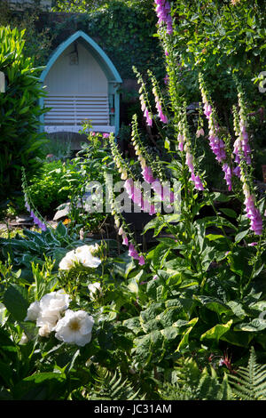 Fingerhut im englischen Garten mit Sitzmöglichkeit im hölzernen Gartenlaube im Hintergrund Stockfoto