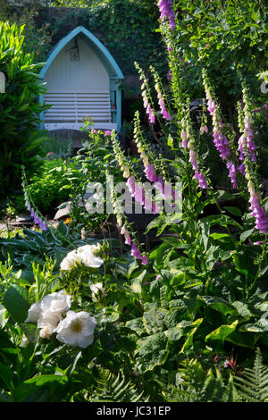 Fingerhut und Garten Boarder mit Arbor Sitzgelegenheiten im englischen Garten Stockfoto