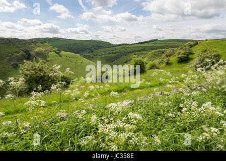 Blick auf Cressbrook Dale im Peak District, Derbyshire, England. Stockfoto