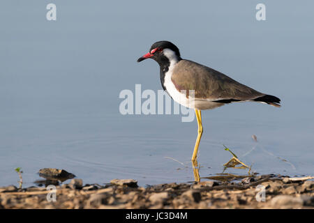 Rot-Flecht-Kiebitz (Vanellus Indicus) im Ranthambore Nationalpark, Rajasthan, Indien Stockfoto