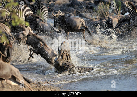 Gnus (Connochaetes Taurinus) angegriffen Krokodil (Crocodylus Niloticus) im Grumeti Fluss, Serengeti Nationalpark, Tansania Stockfoto