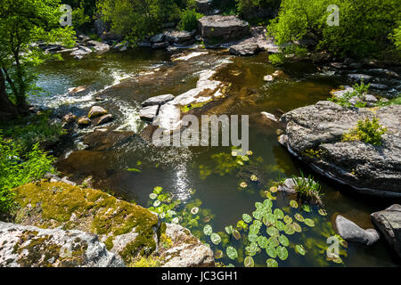 Schöne Landschaft der Algen wachsen in schnellen Bergfluss Stockfoto