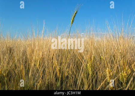 Bereich der Roggen, landwirtschaftliche Konzept. Selektiven Fokus. Stockfoto