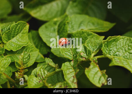 Larve der Kartoffelkäfer Stockfoto