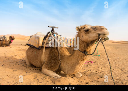 Zwei Kamele sitzen in den Sand der Sahara in Marokko warten auf Touristen. Stockfoto