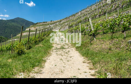 Kloster Novacella (Abbazia di Novacella) in Südtirol - Brixen - norditalien - die Weinberge des berühmten Klosters Stockfoto